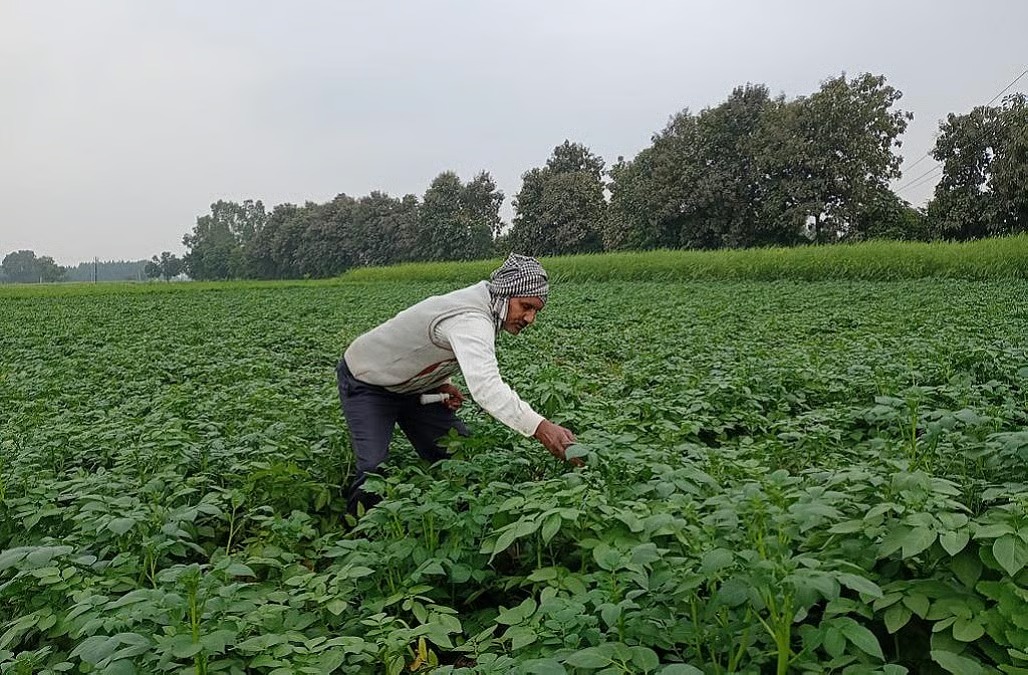 फसल बीमा घोटाले की रिपोर्ट तलब, कृषि मंत्रालय सख्त; विभागीय अफसरों-कर्मचारियों पर कार्रवाई तय