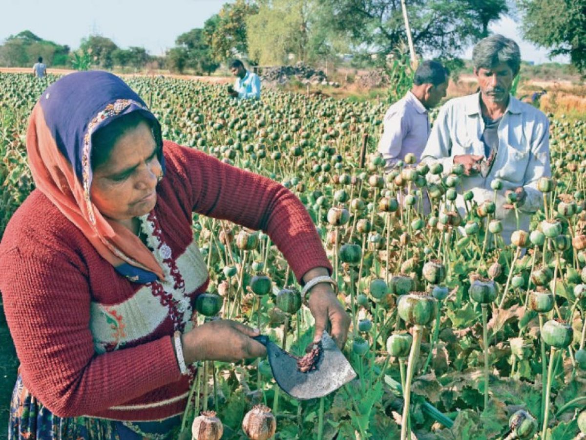 Opium Cultivation: इस देश में होती है अफीम की सबसे ज्यादा खेती, जानिए किस नंबर पर आता है भारत? Opium Cultivation: इस देश में होती है अफीम की सबसे ज्यादा खेती, जानिए किस नंबर पर आता है भारत?