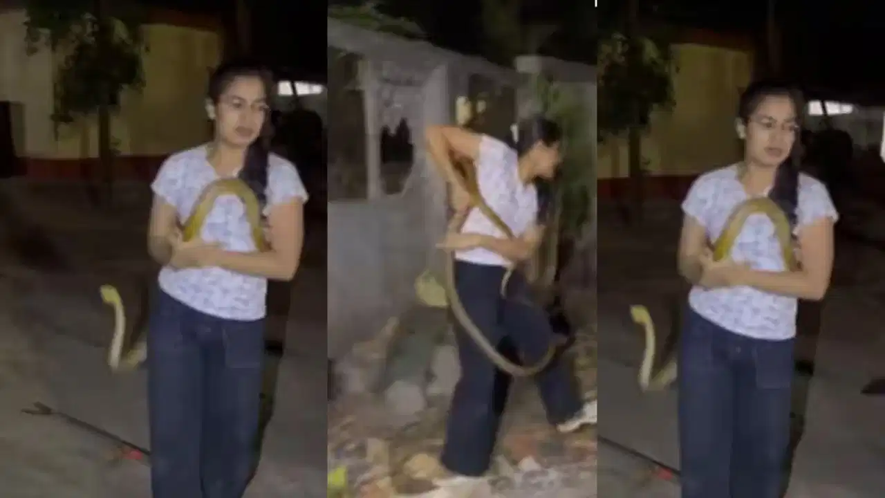 खतरनाक कोबरा के सामने महिला का साहस, अकेले किया सफल रेस्क्यू खतरनाक कोबरा के सामने महिला का साहस, अकेले किया सफल रेस्क्यू