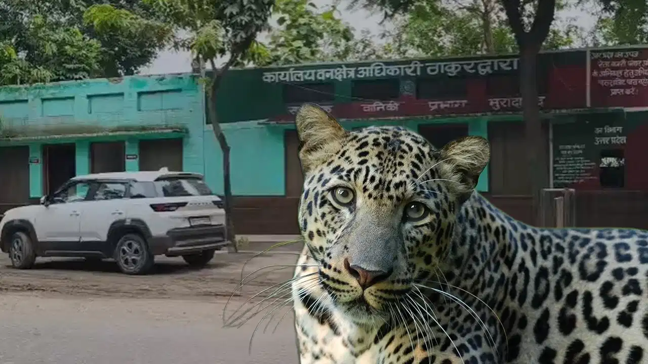 मुरादाबाद में तेंदुए का खौफ! चारा लेने गई महिला पर हमला, 30 टांके लगने के बाद बची जान मुरादाबाद में तेंदुए का खौफ! चारा लेने गई महिला पर हमला, 30 टांके लगने के बाद बची जान