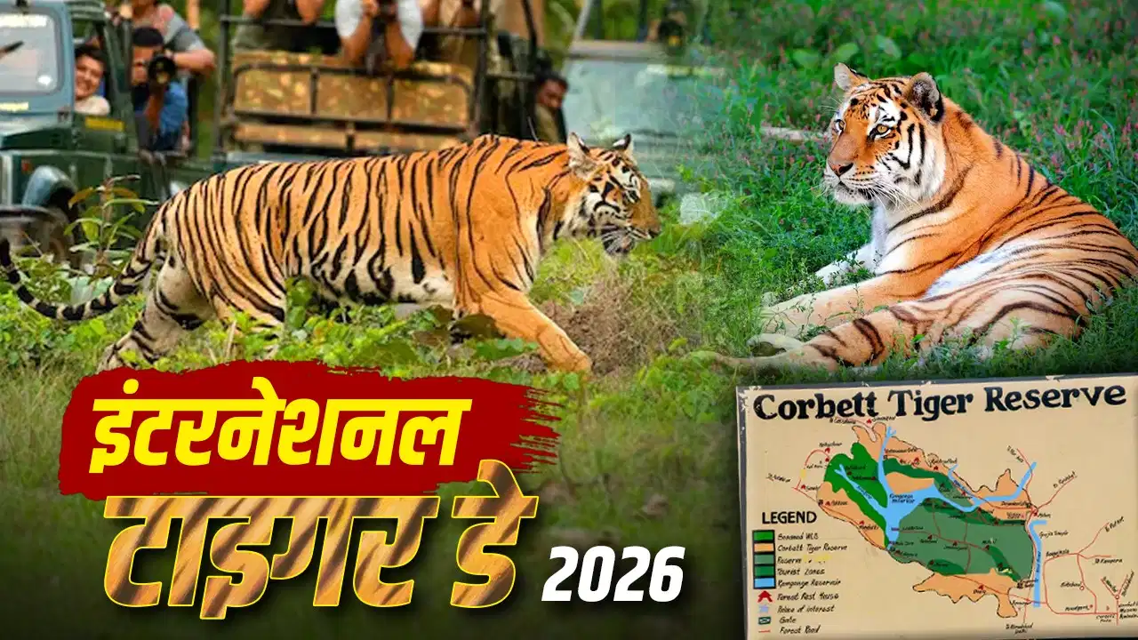 International Tiger Day 2026: 53 साल में 3,600 से ज्यादा बाघ, जानिए कैसे सफल हुआ प्रोजेक्ट टाइगर और अब क्या हैं नई चुनौतियां