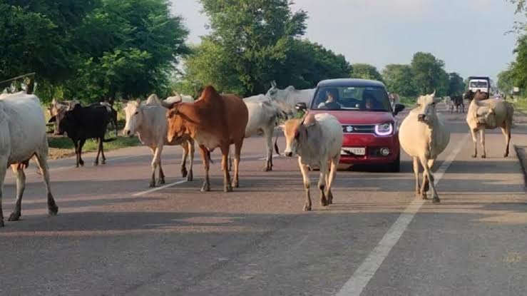 *बांदा रोड पर अज्ञात वाहन की टक्कर से गोवंश की मौत, गौ रक्षा प्रकोष्ठ में आक्रोश* *बांदा रोड पर अज्ञात वाहन की टक्कर से गोवंश की मौत, गौ रक्षा प्रकोष्ठ में आक्रोश*