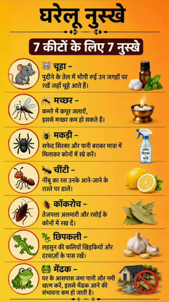 क्या आपके घर में भी बढ़ गए हैं छिपकली के बच्चे? इन आसान हैक्स से मिनटों में हो जाएंगे दूर