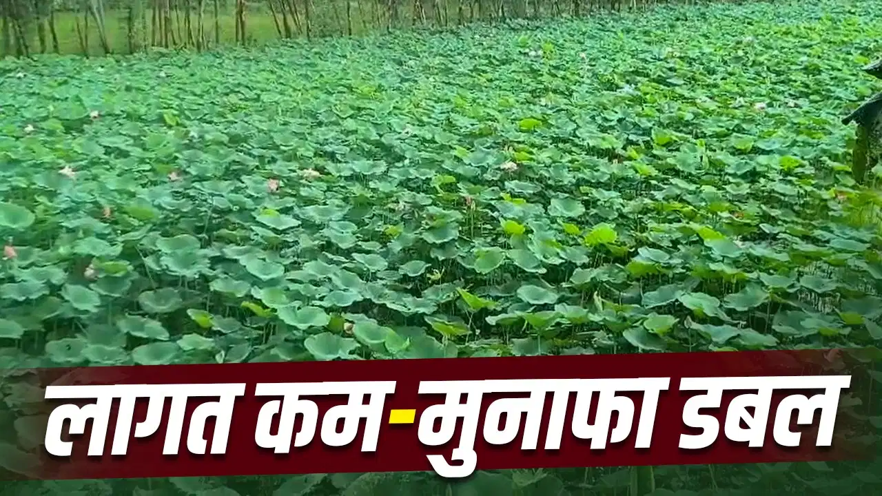 Moradabad Farming: मुरादाबाद के किसानों ने छोड़ी धान की खेती, अब ‘कमल’ की खेती से कमा रहे लाखों रुपये Moradabad Farming: मुरादाबाद के किसानों ने छोड़ी धान की खेती, अब ‘कमल’ की खेती से कमा रहे लाखों रुपये