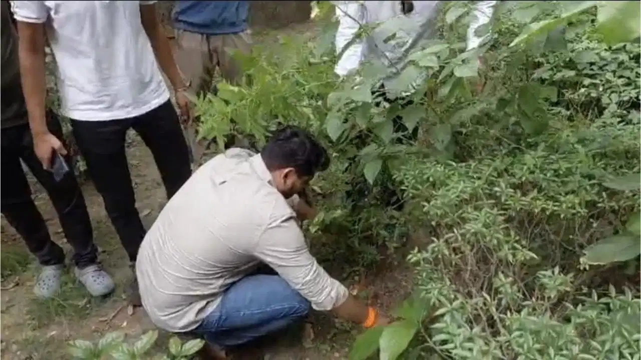 नागपुर में नगरपालिका के गार्डन में उगा दी गांजे की फसल, वीडियो वायरल होते ही मचा हड़कंप