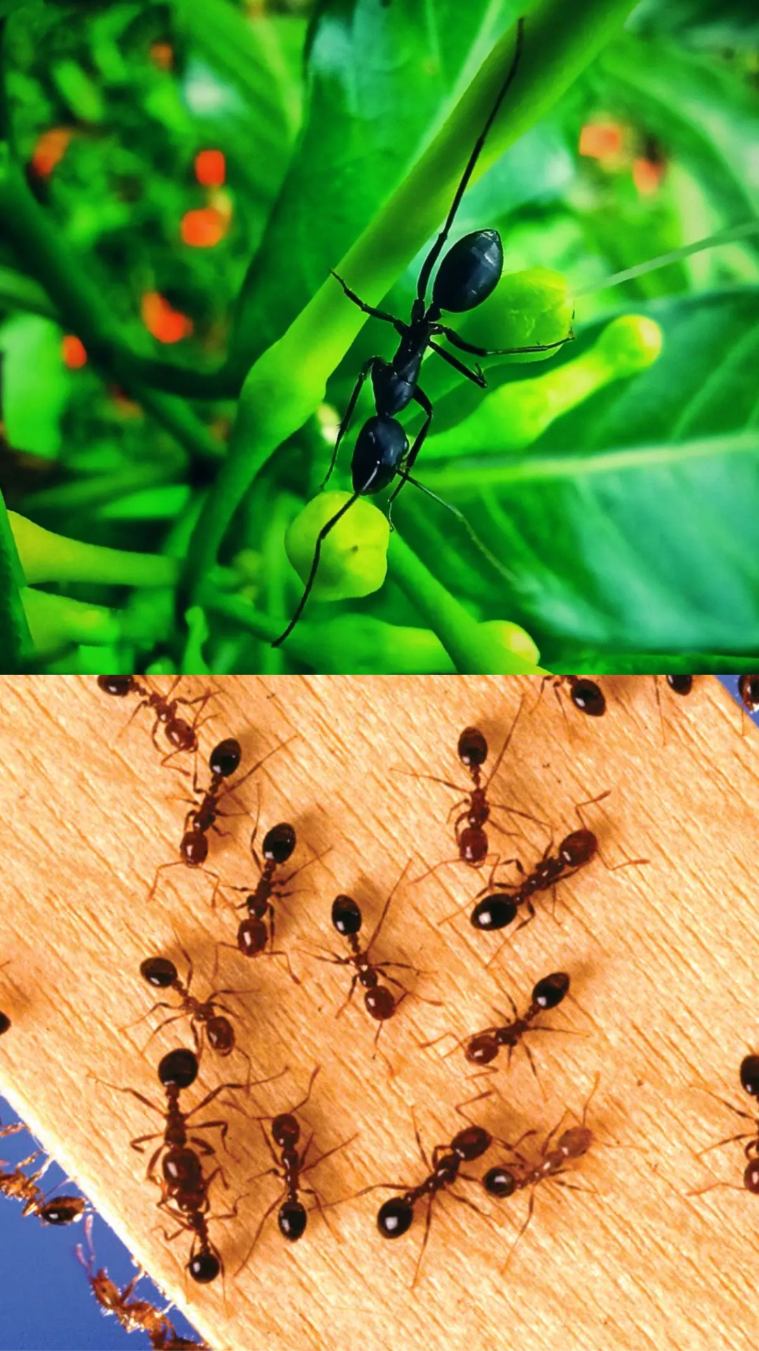 How Ants Choose The Best Path: फैसले लेने में बेस्ट क्यों मानी जाती हैं चींटियां, इनसे क्या सीखना जरूरी? How Ants Choose The Best Path: फैसले लेने में बेस्ट क्यों मानी जाती हैं चींटियां, इनसे क्या सीखना जरूरी?